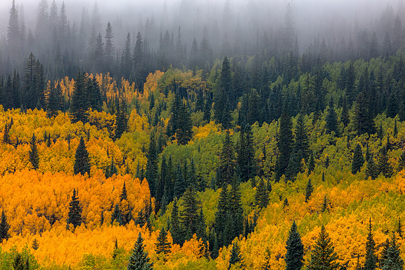 Forested slope below Maroon Bells