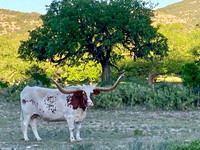 Bull and Oak Tree on Pulliam Creek outside of Barksdale