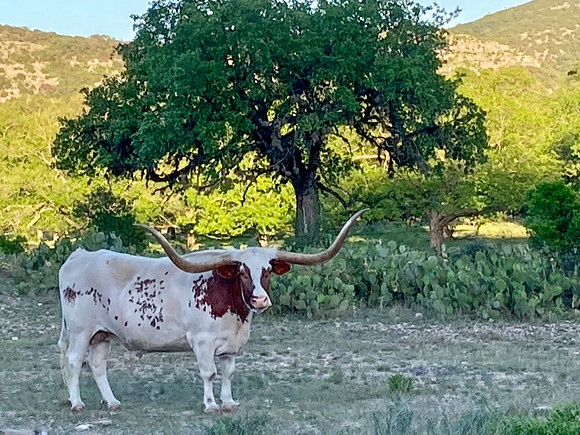 Bull and Oak Tree on Pulliam Creek outside of Barksdale