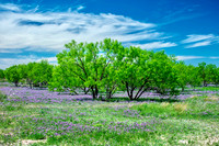Wildflowers and Mesquite near Junction