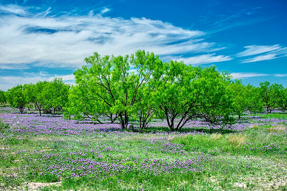 Wildflowers and Mesquite near Junction