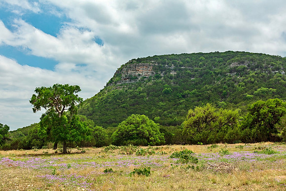 Wildflowers, Pecan Tree, and Mountain at Vance, Texas 2