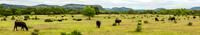 Livestock on Military Flat west of Barksdale