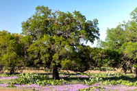 Spring Scene on Edwards Plateau near Rocksprings