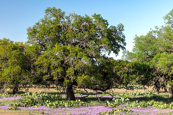 Spring Scene on Edwards Plateau near Rocksprings