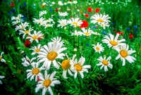 Llano Valley Wildflowers 1