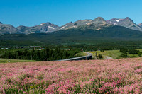 Summer wildflowers