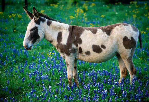 Donkey with Bluebonnets near Click
